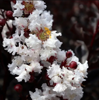 Lagerstroemia Black Diamond - Pure White biela P9