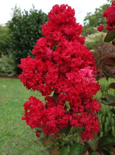 Indická Lagerstroemia, červené sadenice BEZ JUHU, 40CM