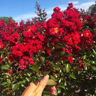 Lagerstroemia PETITE RED kvitne 120 dní (Lagerstroemia indica) Sadenica C2