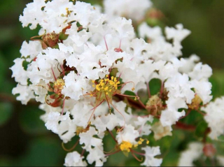 Lagerstroémia bez južného Natcheza 20-40 cm C1,5