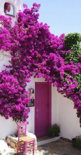 Lagerstroemia bez poludnia FIALOVÝ VÝSEV