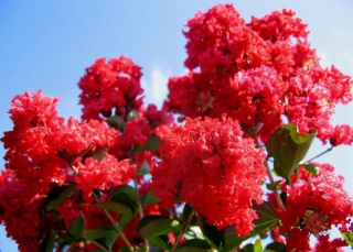 Red Lagerstroemia Red Imperator 20-40cm C1.5