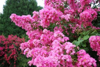 Lagerstroemia Petite Pink P9