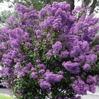 Lagerstroemia fialová Petite Orchid 20-40cm P9