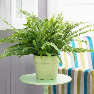 Fern Nephrolepis Exaltata sadenice v 1-2 litrovej nádobe