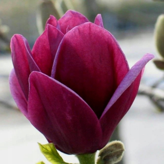 MAGNOLIA GENIE MIMORIADNE bordové tulipány