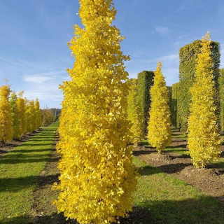 Ginkgo biloba FASTIGIATA Stĺpovitá sadenica ginka v črepníku