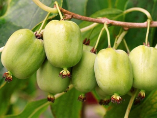MINI KIWI Aktinidia ISSAI Samopylna Obupłciowa