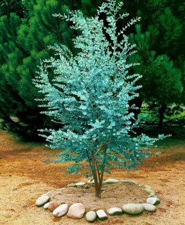 BLUE EUCALYPTUS GUNNI SEEDING v P9