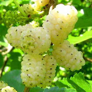 MORUŠA BIELA VITAMÍNY ŽIVOTA VEĽKÁ VÝSEVKA 100 cm
