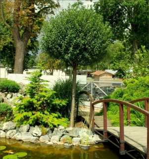 MORUŠA ČIERNA ŠROUBOVANÁ NA guľovitom kmeni, 200 cm