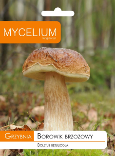 BREZA MYBELOVÁ, HUBY lesné huby