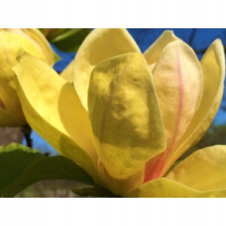 SUNSATION tulipán žltá magnólia
