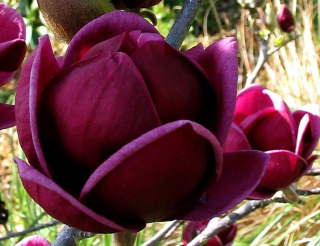 Magnólia 'GENIE' - bordové tulipány