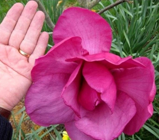 Magnólie a červené tulipány, sadenice v nádobe 0,5-1l, 15-20 cm