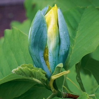 Magnolia BLUE OPAL BLUE kvety SEEDINGS