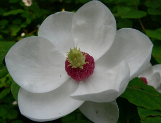 Siebold's Magnolia JEDINEČNÝ VEĽKÝ KVET A RARITA!