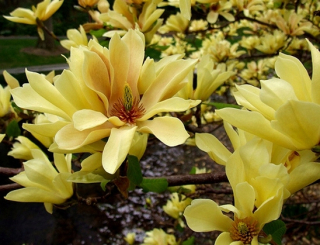Magnolia YELLOW RIVER jedinečná ŽLTÁ KRÁSA