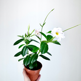 Mandevilla Sundaville Dipladenia Grand White