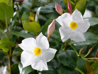 Sadenica Mandevilla Sundaville Dipladenia Rio White