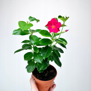 Mandevilla Sundaville Dipladenia Rose