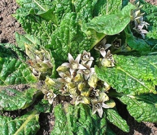 Mandragora Lekárska M. Officinarum Nasiona