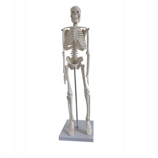 Lekárska anatomická kostra ľudská kostra