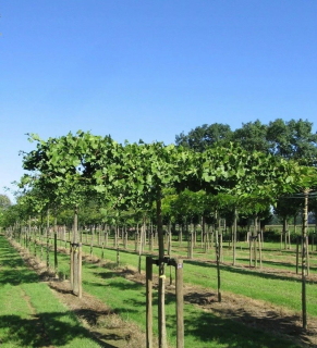 Ginkgo biloba HORIZONTALIS unikátne sadenice DAŽDŽNÍKA NA STUNKU