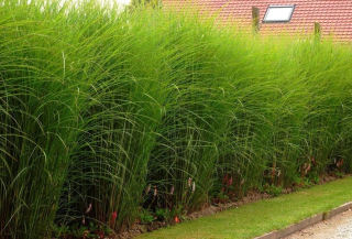 Miscanthus čínsky Gracillimus veľké sadenice XXL fontána stĺpovitá úzka