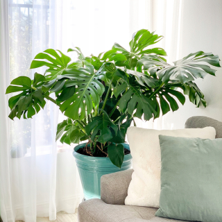 Sadenica Monstera deliciosa v 0,5l nádobe