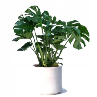 Sadenica Monstera Deliciosa v 3-5 litrovej nádobe