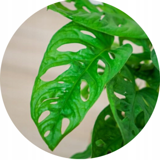 Monstera Monkey Mask XS Leaky Beautiful Flower