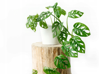 Monstera Monkey Mask Krásna, s otvormi, ~ 18 cm