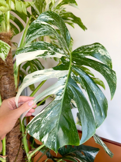 Monstera Variegata|REZANÉ SEMIENKY RASTLINY