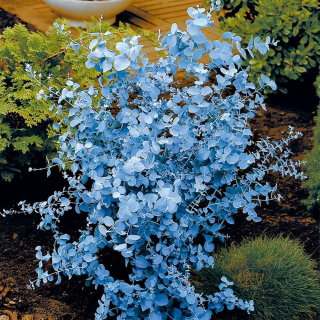 Mrazuvzdorná sadenica modrého eukalyptu (Eucalyptus Gunni) v kvetináči C1.2