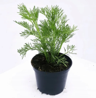 Mugwort vianočný stromček - cola - veľké sadenice