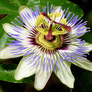 Passiflora MUČENKA BLUE unikátna NAJKRAJŠIA sadenica liany