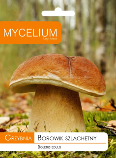 Mycelium boletus mycélium 10 g