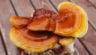 Mycélium huby lesklej REISHI na zrne 1l
