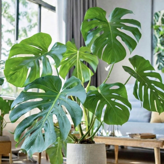 Sadenica Monstera deliciosa v 0,5-1 litrovej nádobe