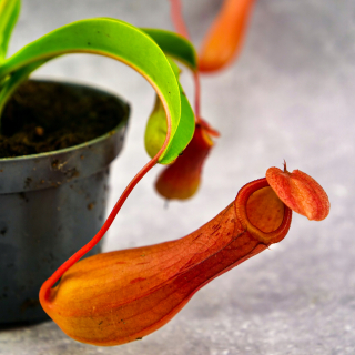 Nepenthes alata nepenthes okrídlený D9cm