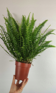 Nephrolepis Nephrolepis Lofty Green Lady 35 cm