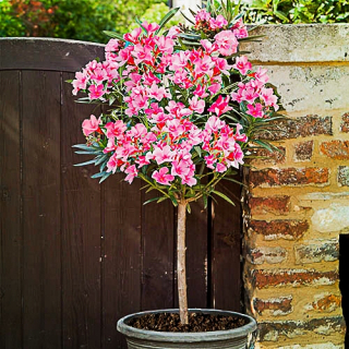 Nerium Oleander Pink HIT XXL HRUBÁ RUŽOVÁ NA CHODE