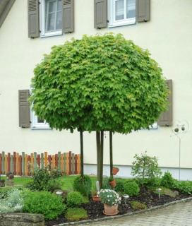 Javor mliečny Globosum s guľovitou korunou 150–160 cm
