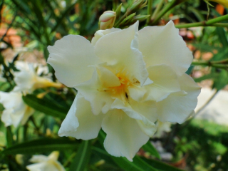 OLEANDER žltý plný LUTEUM PLENUM zakorenený semenáč na kvitnutie