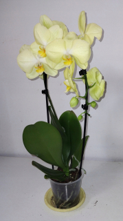 Phalenopsis orchidea