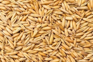 Ovová zrno propagácia pre koní králiky kŕmia 25 kg