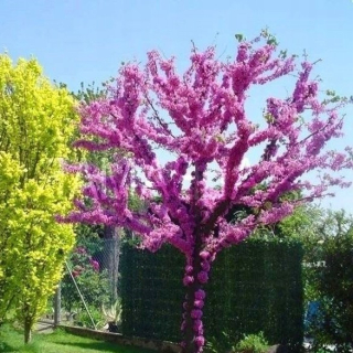 P11 KANADSKÍ JUDÁŠI CERCIS CANADENSIS