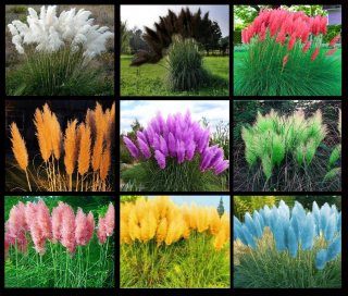 PAMPASS GRASS Seeds 9 ODRÔD SADA SEMEN.