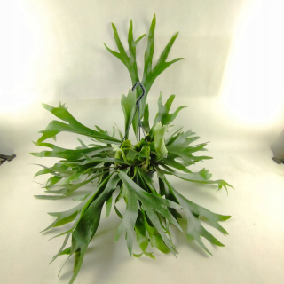losie rohy papraď PLATYCERIUM BIFURCATUM MALCON FRANCÚZSKA 21Ø 55cm
